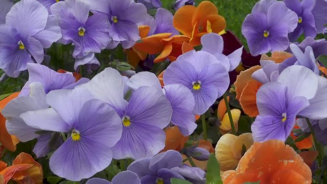 Blue and orange flowers panoramic closeup view. Full HD real time video