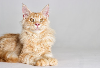 cat looking at full height, a Maine Coon breed on a gray background