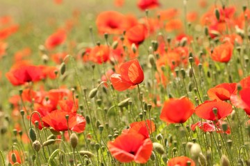 field of poppies 