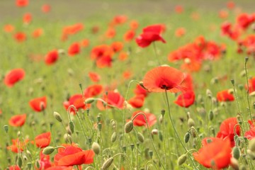 Poppies in field