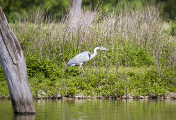 Héron cendré dans la végétation au bord de l'eau