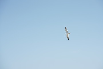 야생 갈매기 (seagull)