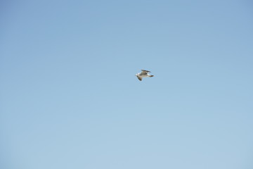 야생 갈매기 (seagull)