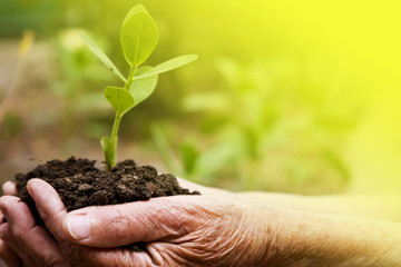 Grandmother keeps a sprout in the ground