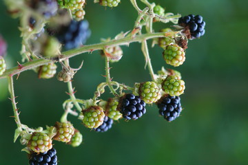 Wild blackberry branch in forest. Branch with black riping bramble berries in summer - shallow depth of field. Black fruit of blackberry.