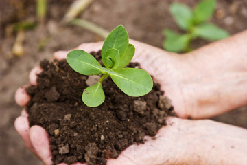 Green sprout in the hands of man