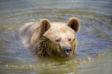 Fototapeta na wymiar Portrait d'ours brun sortant de l'eau