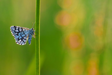 latticed heath butterflyx