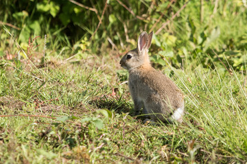 European rabbit, Rabbit, Rabbits, Oryctolagus cuniculus