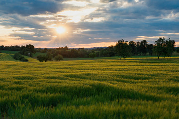 Obraz premium Sonnenuntergang über einem Getreidefeld