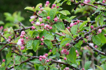Early Apple Flowers