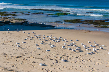Flock of birds on the beach