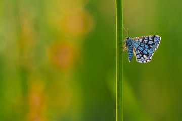 latticed heath butterflyx