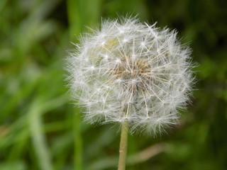 The dandelion