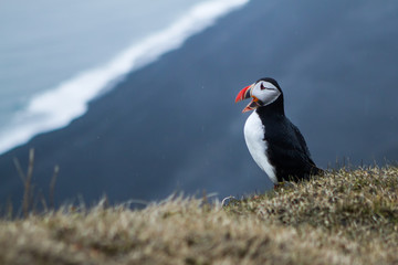 Puffin