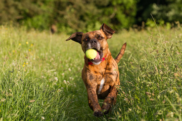 Cute Happy Dog playing fetch with ball in Long Grass - obrazy, fototapety, plakaty
