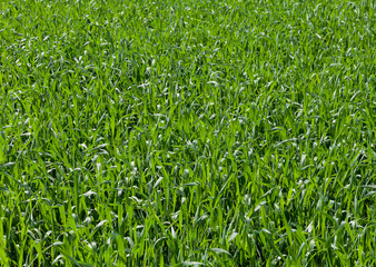 Field of wheat.