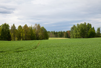 Field of wheat.