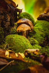 dark mushrooms on green moss with a wet hat