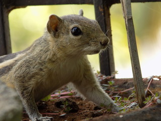 Obraz premium Squirrel Portrait