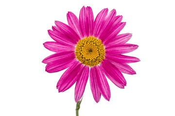 Flower of pyrethrum, isolated on white background