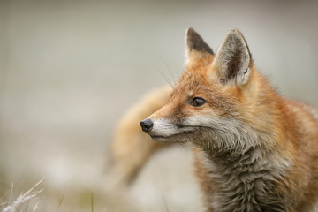 Naklejka na ściany i meble Portrait of Red Fox