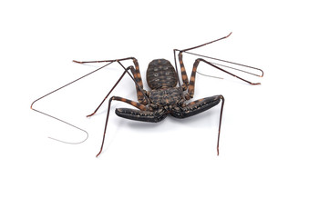 Tailless Whipscorpions isolated on white background