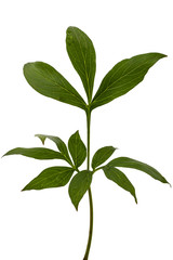 Leaf of peony flower, lat. Paeonia, isolated on white background