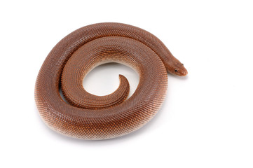 Kenyan sand Boas isolated on white background