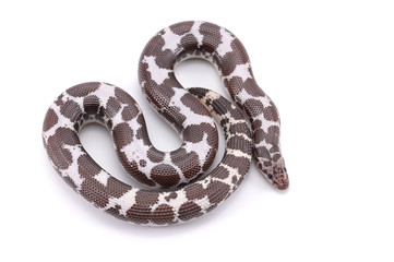 Kenyan sand Boas isolated on white background