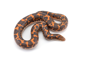Kenyan sand Boas isolated on white background