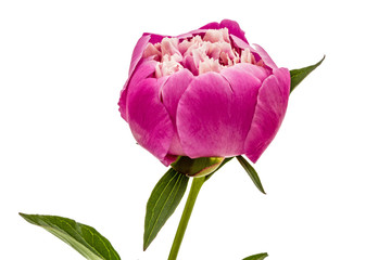 Rose flower of peony, lat. Paeonia, isolated on white background