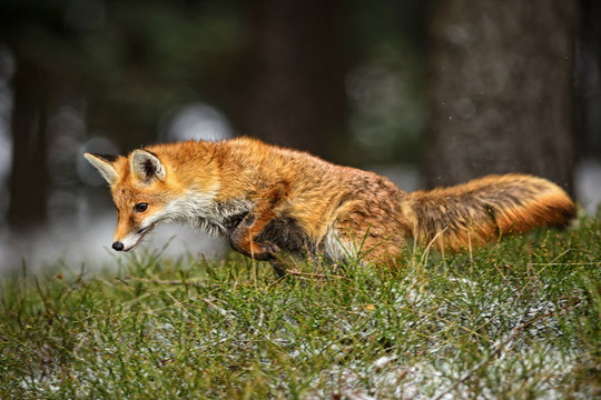Red Fox In The Jump