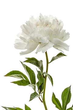 White flower of peony, lat. Paeonia, isolated on white background