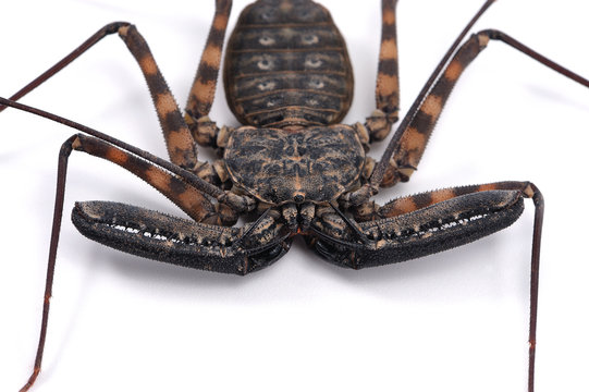 Tailless Whipscorpions Isolated On White Background