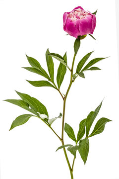 Rose flower of peony, lat. Paeonia, isolated on white background