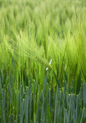 Growing barley on a field.