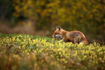 Red Fox in meadow