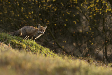 Red fox in backlight