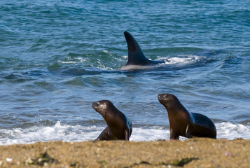 Killer Whale, Orca, hunting a sea lion pup, Peninsula Valdez, Patagonia Argentina © foto4440