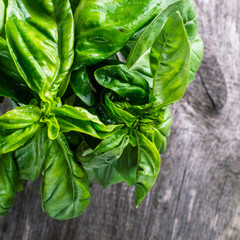 Green fresh organic basilic on the wooden table. Rustic style. square