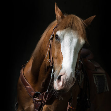 Portrait of a western horse