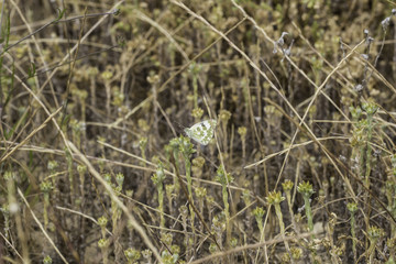 Butterfly on a flower