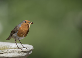 cute robin