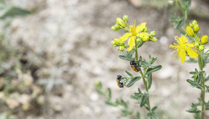 Fototapeta premium Ladybug on a flower