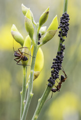 Ants on a flower