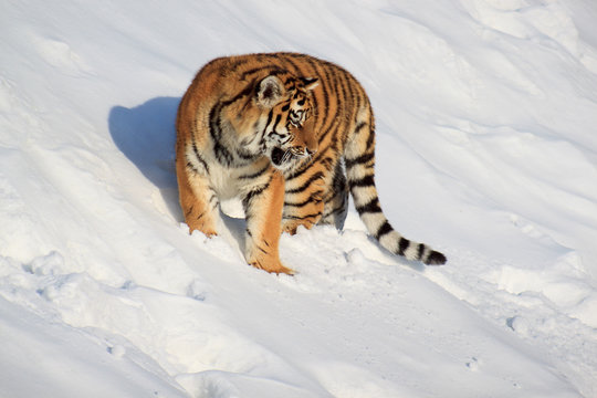 The wild siberian tiger is hunting for its prey.