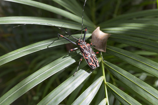 Arlequim da Mata ( Acrocinus Longimanus )