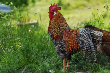 cock male bird