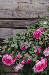 Pink roses on a rustic wooden planks